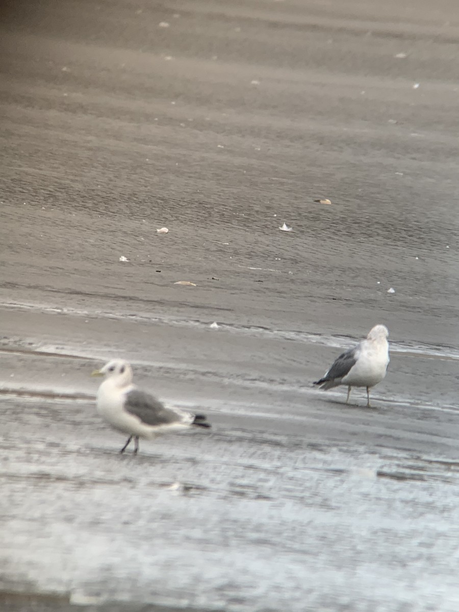 Black-legged Kittiwake - ML428614951