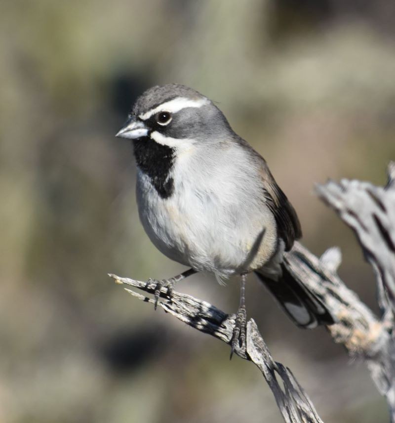 Black-throated Sparrow - Steve Nord