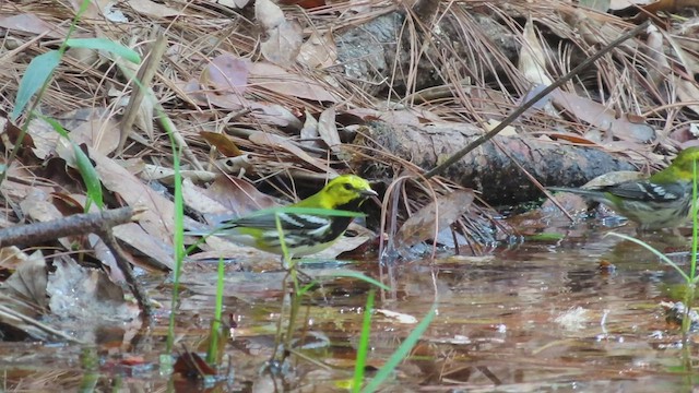 Black-throated Green Warbler - ML428616261