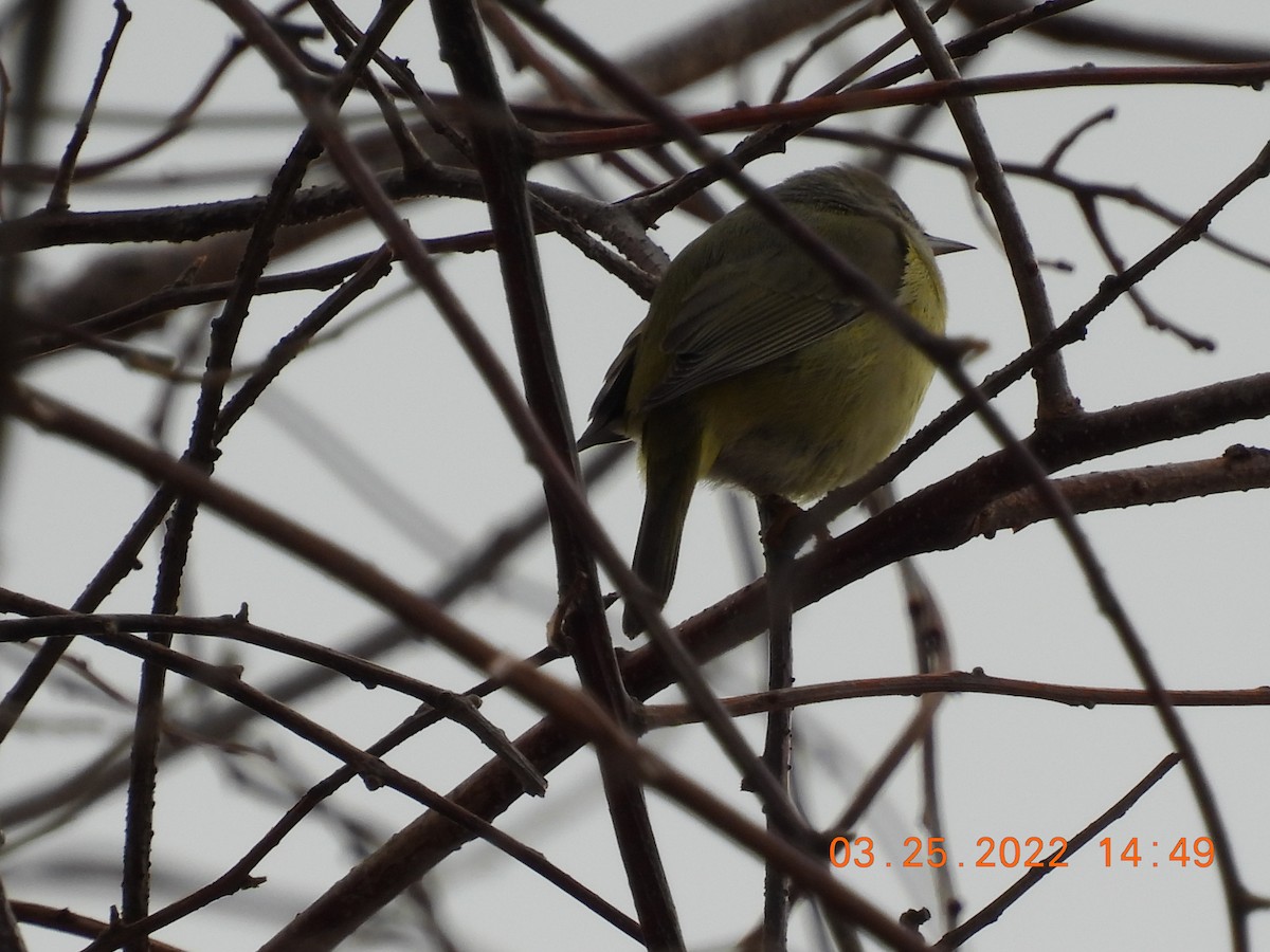 Orange-crowned Warbler - ML428617971