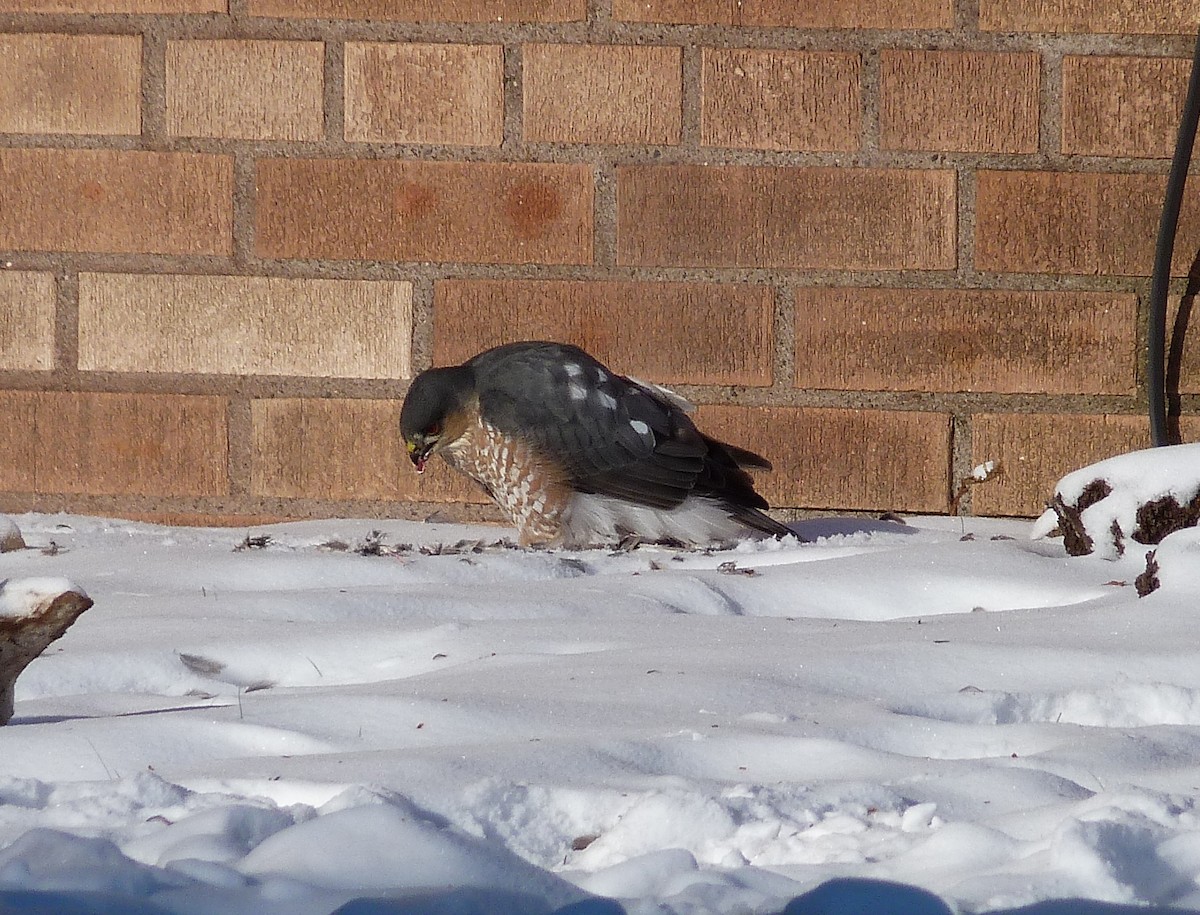 Sharp-shinned Hawk - ML42861871