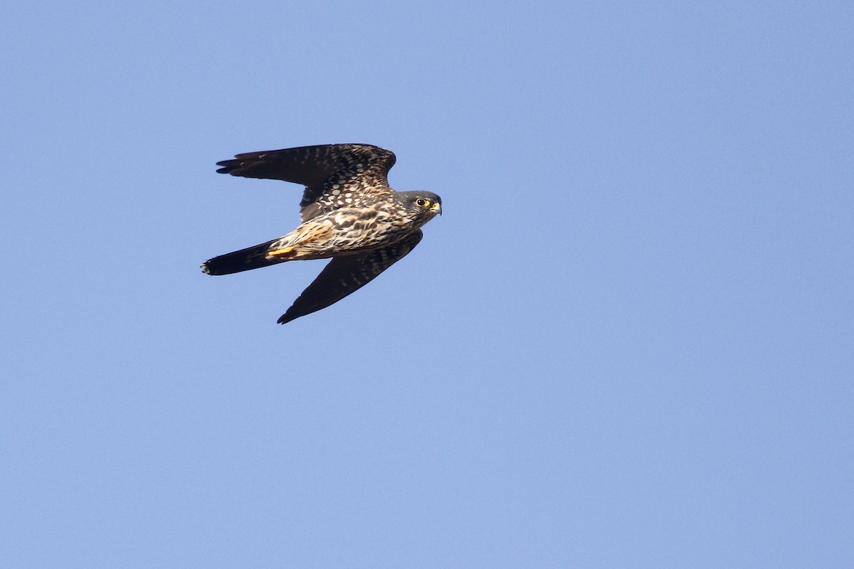 Merlin (suckleyi) - ML428620831