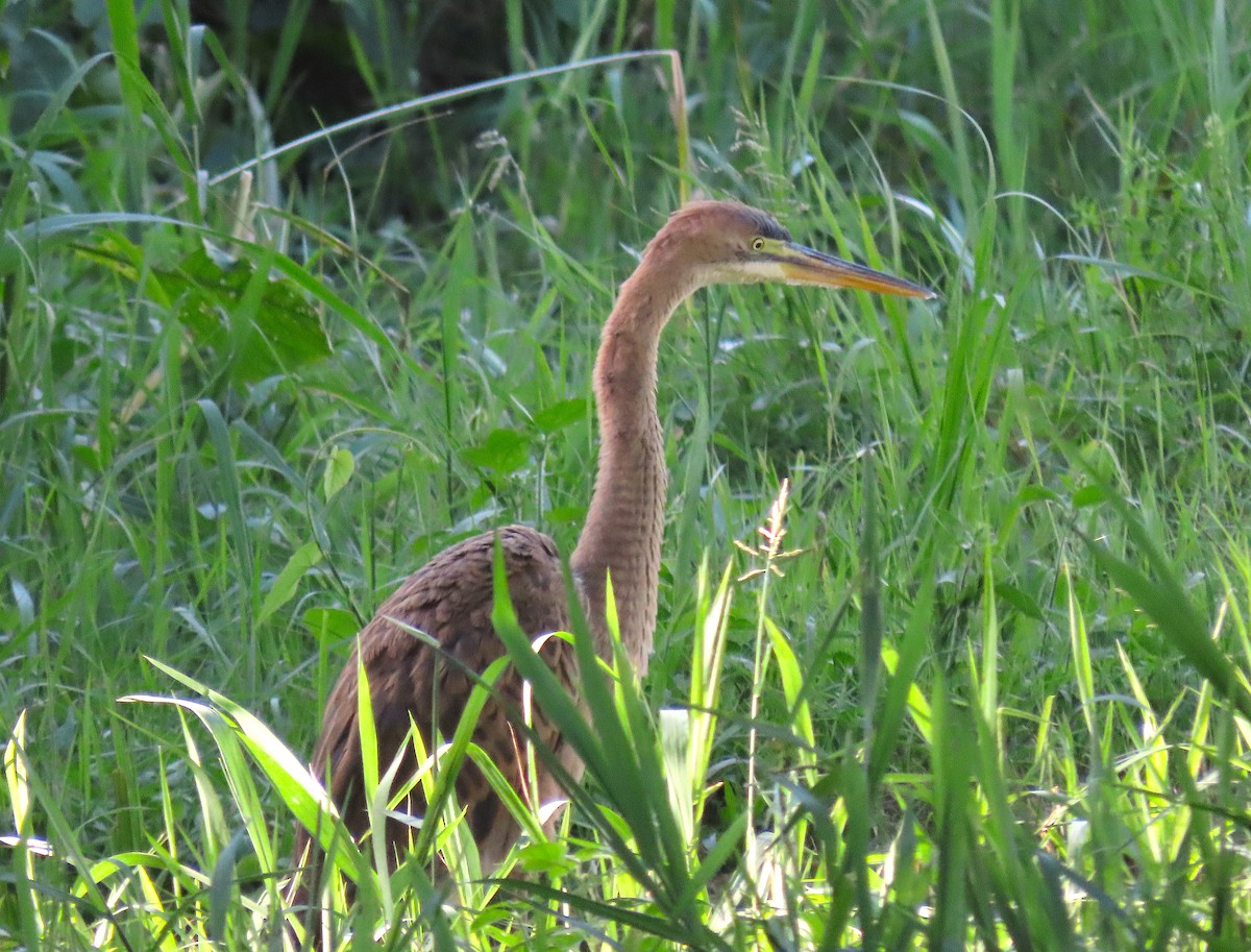 Purple Heron - Ted Floyd