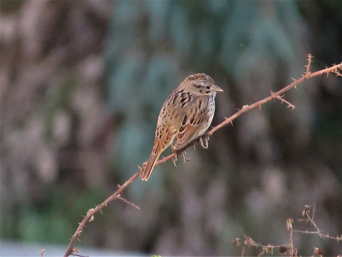 Song Sparrow (heermanni Group) - ML428624461