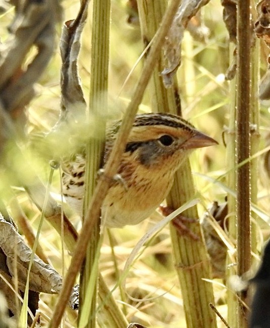 LeConte's Sparrow - ML428624481