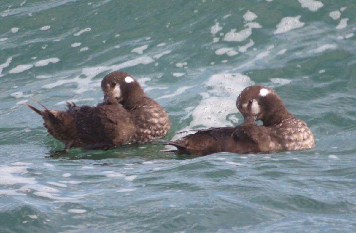 Harlequin Duck - ML428625031