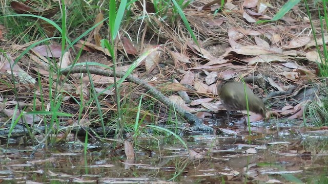 Swainson's Thrush - ML428626701