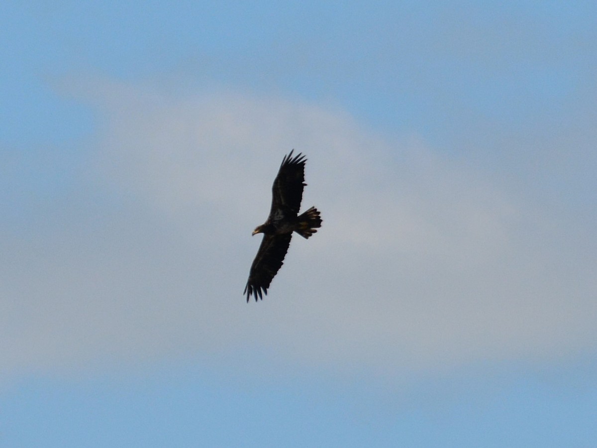 Bald Eagle - John Whitehead