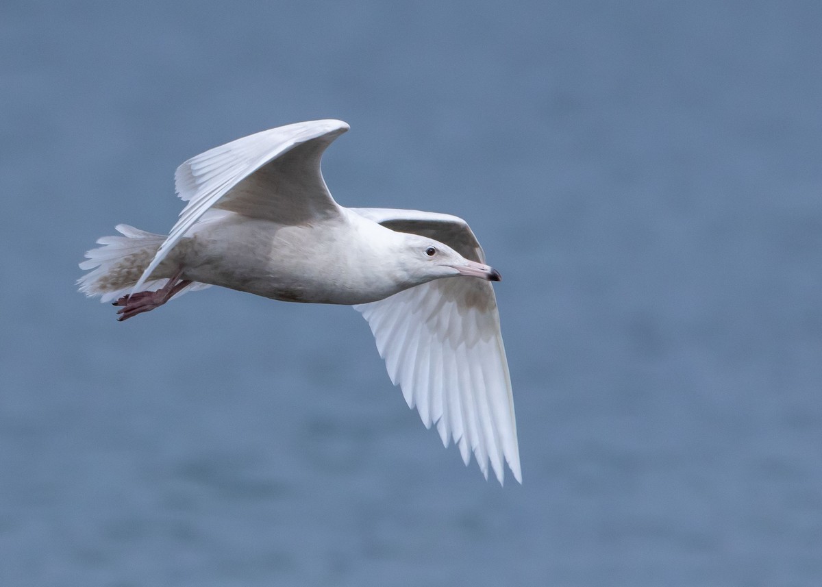 Glaucous Gull - ML428630141