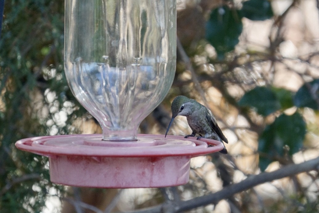 Anna's Hummingbird - ML428631571