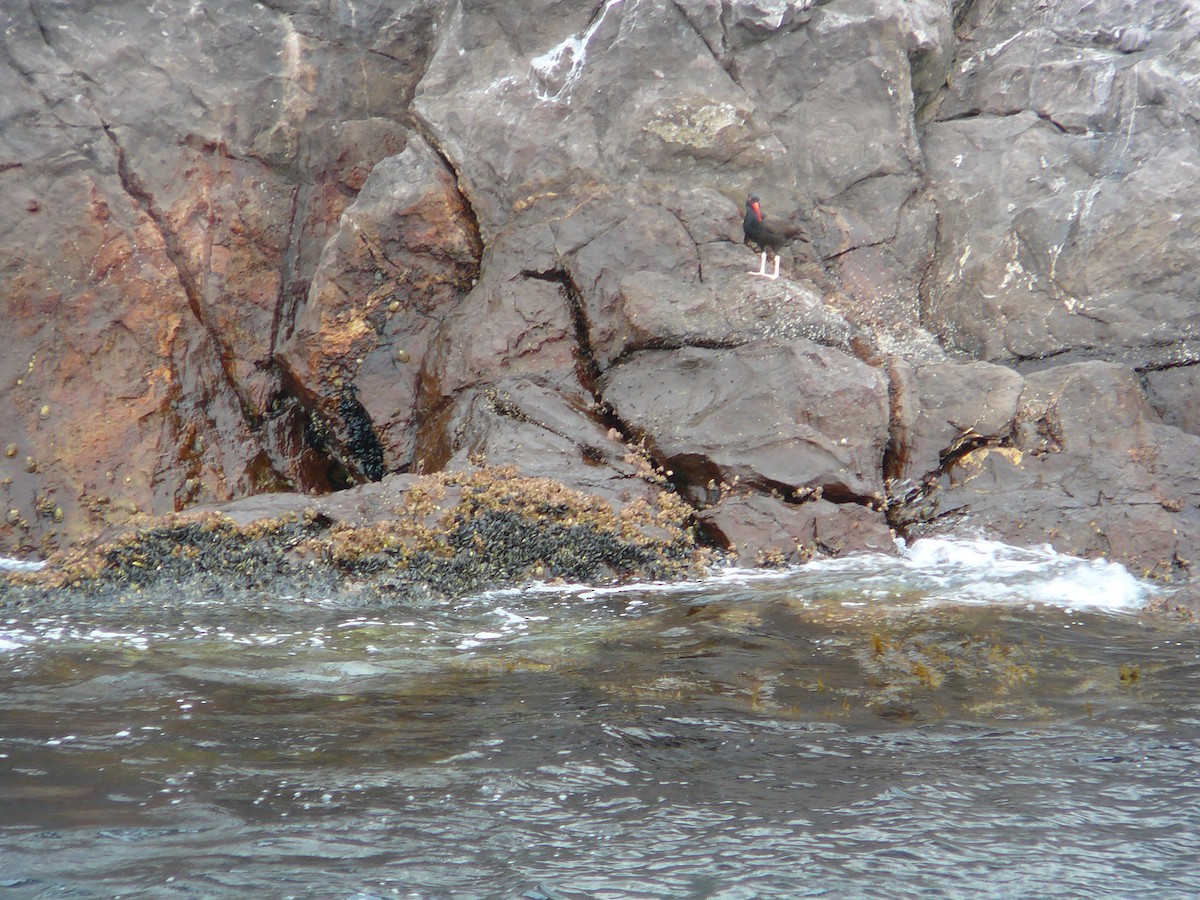 Black Oystercatcher - ML42863351