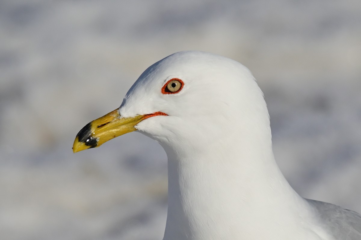 Ring-billed Gull - ML428634181