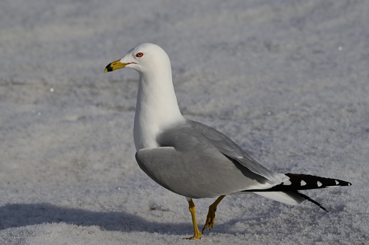 Ring-billed Gull - ML428634471