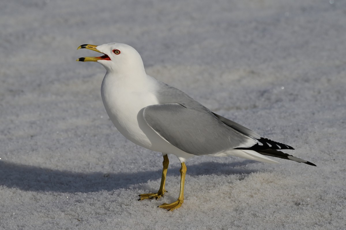 Ring-billed Gull - ML428634641