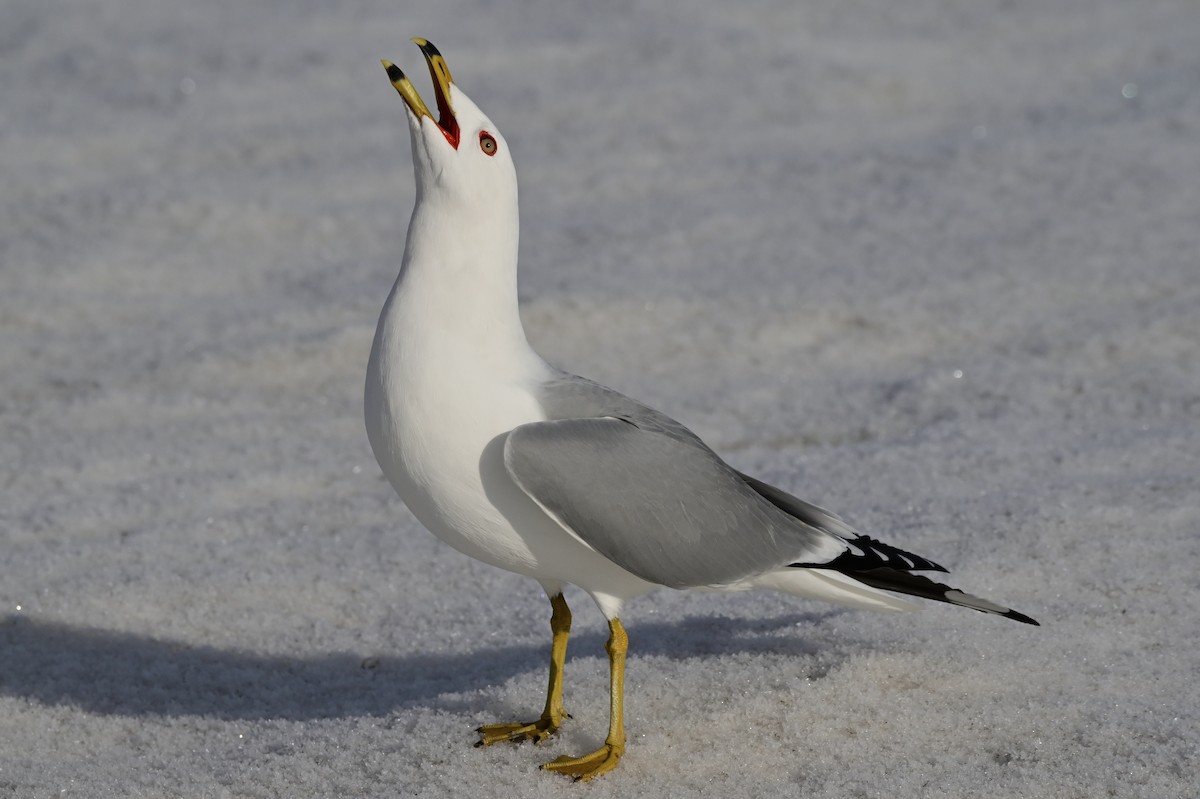 Ring-billed Gull - ML428634671