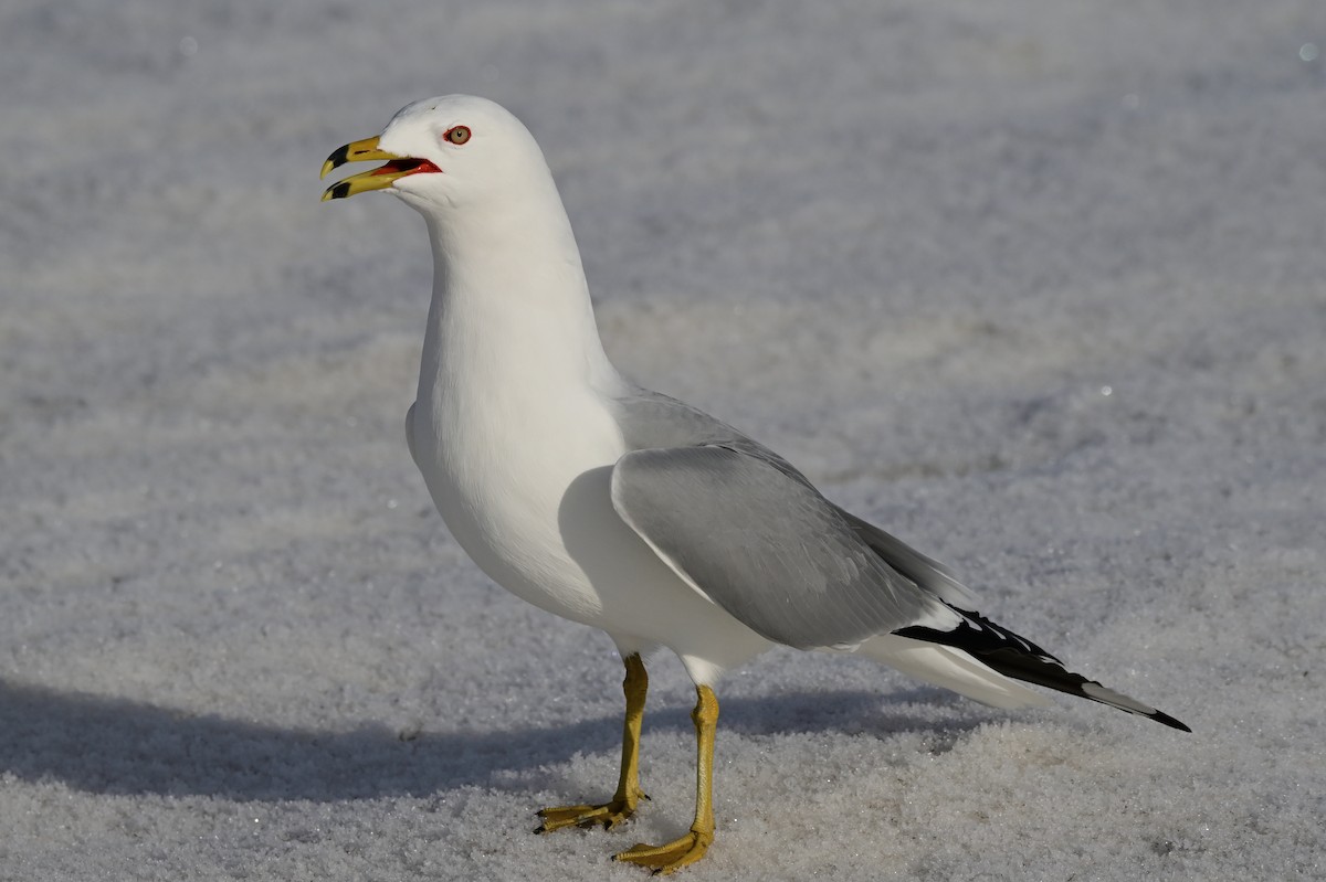 Ring-billed Gull - ML428634731