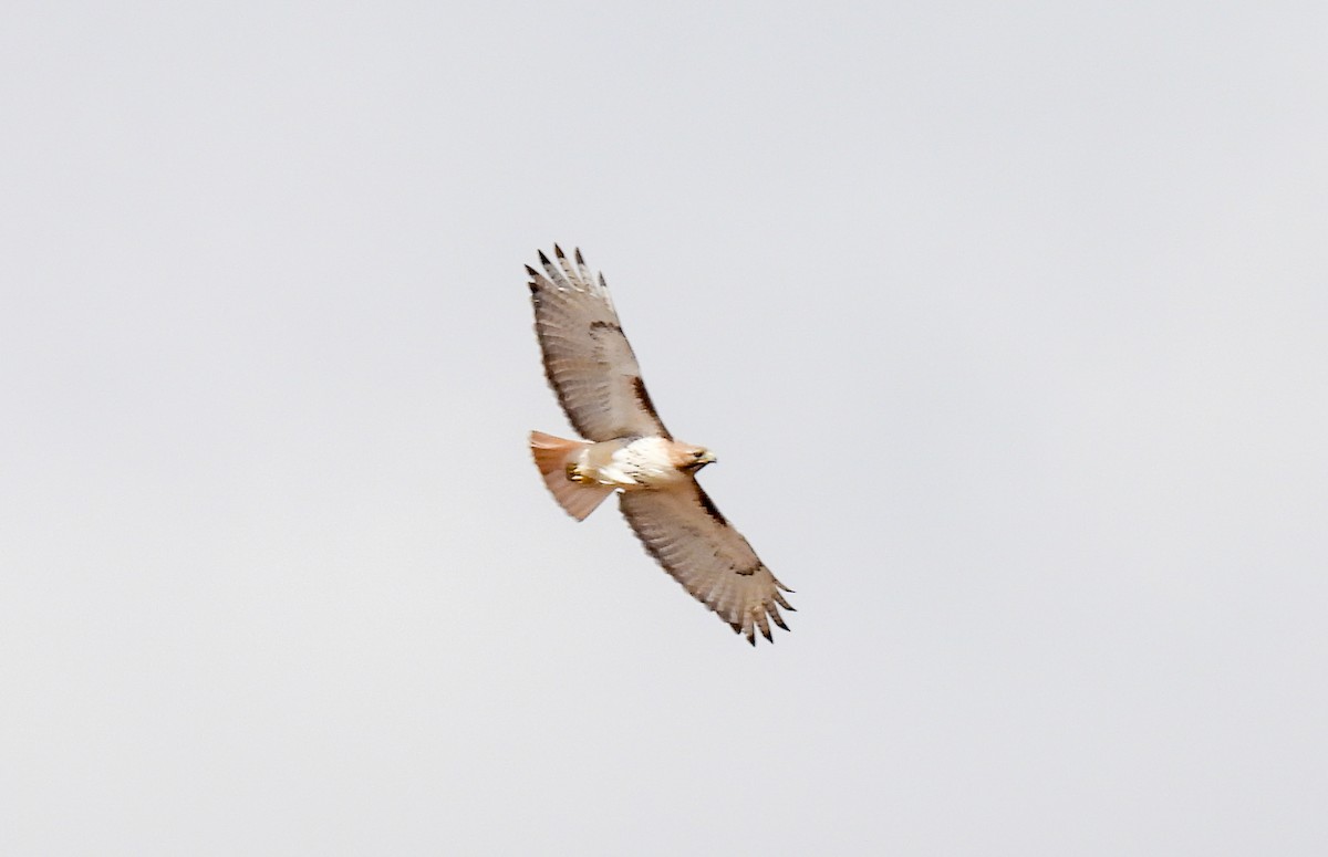 Red-tailed Hawk - ML428634751