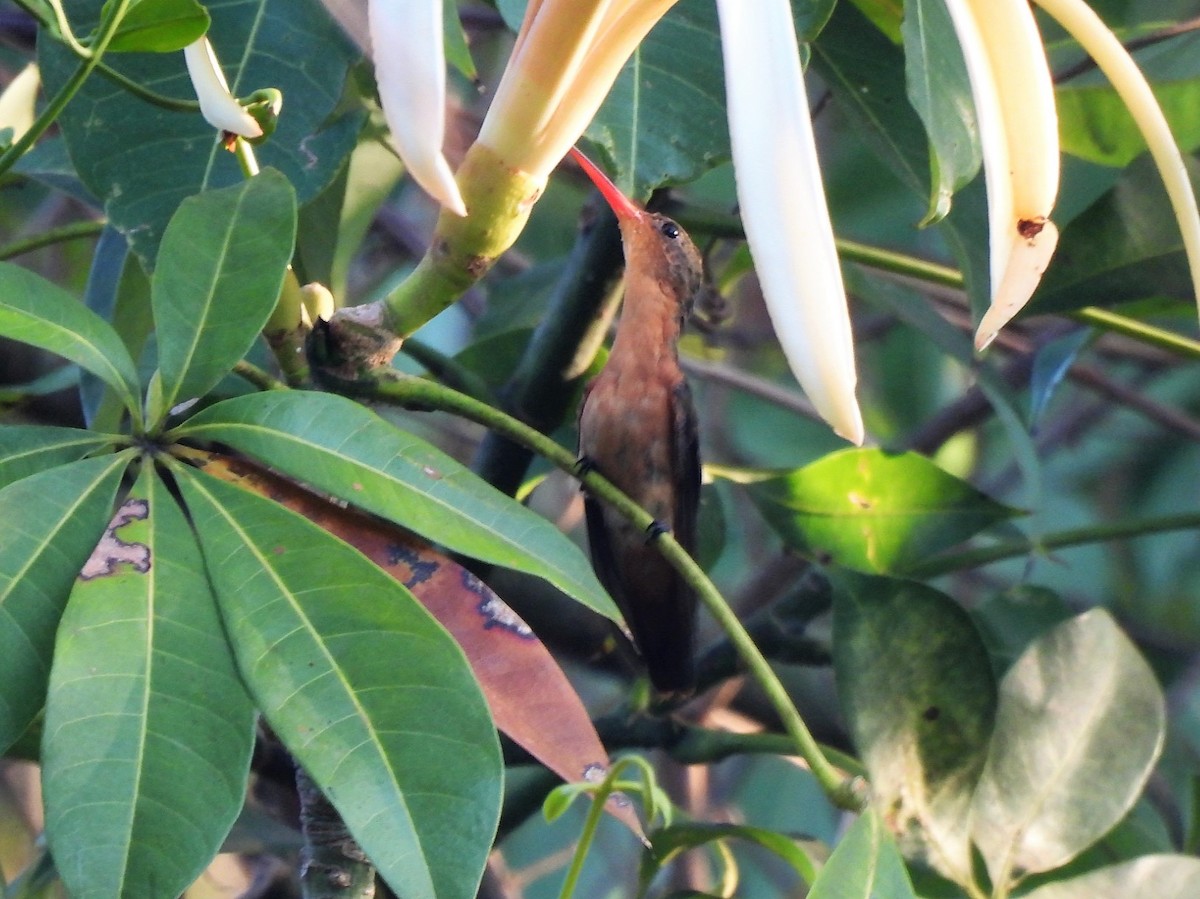 Cinnamon Hummingbird - María Eugenia Paredes Sánchez