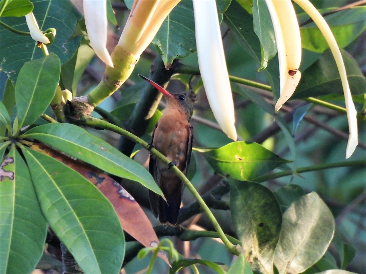 Cinnamon Hummingbird - ML428634901