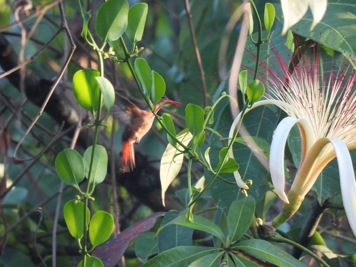 kanelkolibri - ML428634931