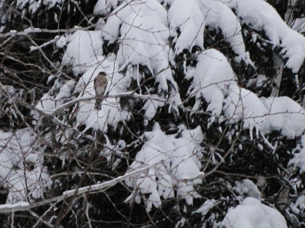 Sharp-shinned Hawk - ML42863501