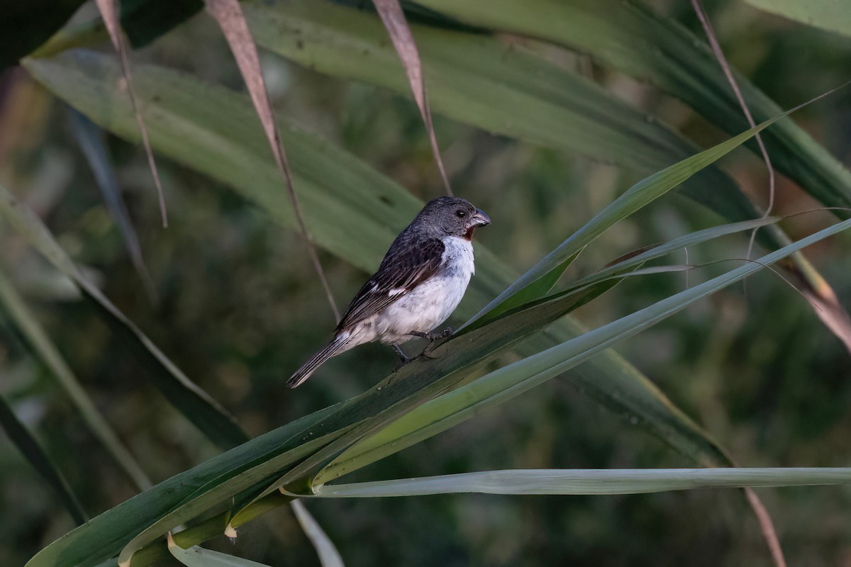 Chestnut-throated Seedeater - ML428635121