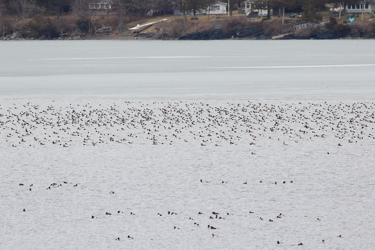 Common Merganser - ML428635671