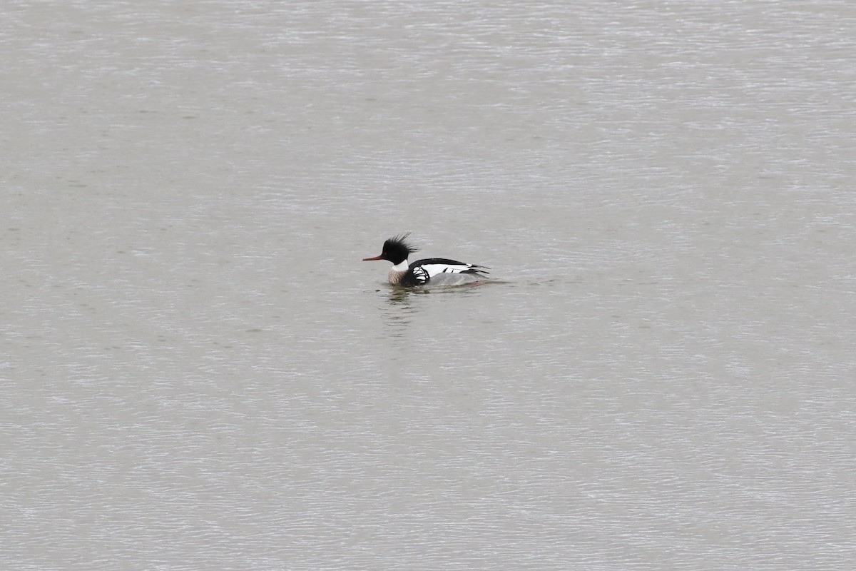 Red-breasted Merganser - ML428636591