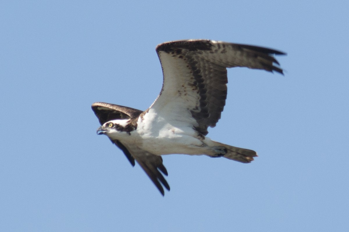 Águila Pescadora - ML42863681