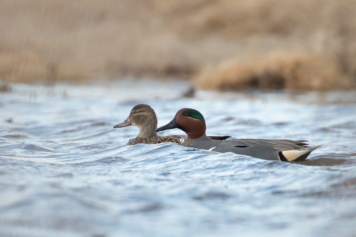 Green-winged Teal - ML428637061