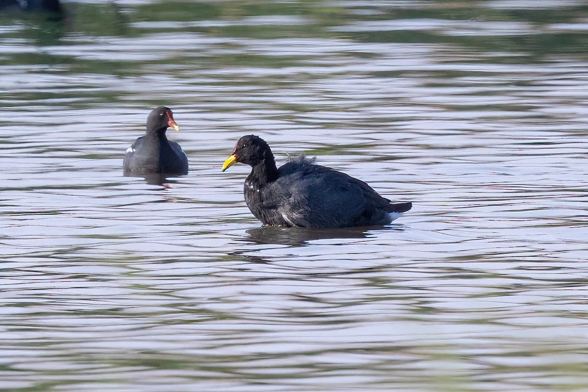 Red-fronted Coot - ML428637291