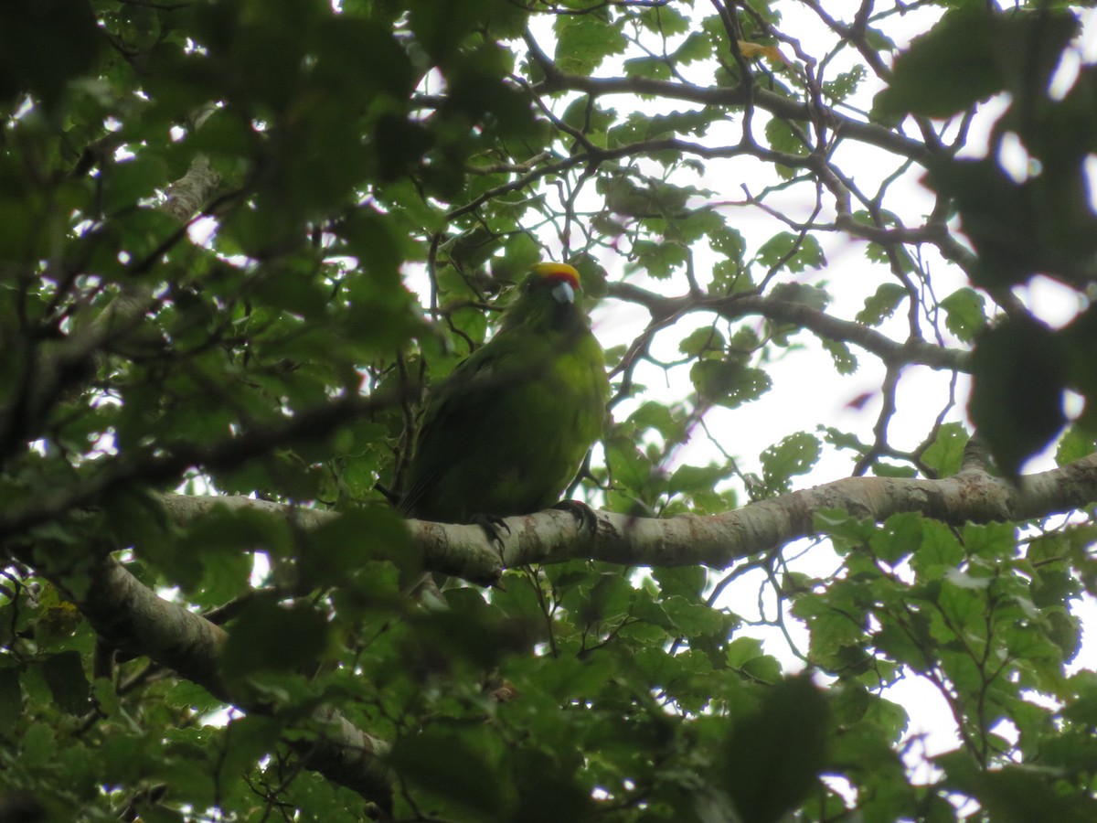 Yellow-crowned Parakeet - ML428637451