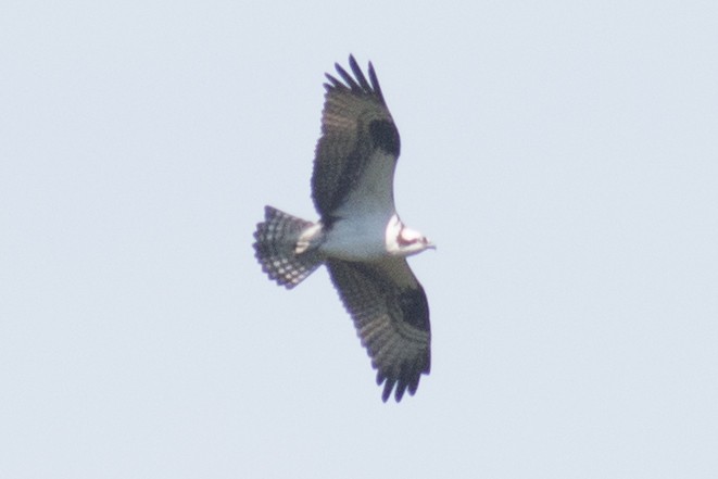 Águila Pescadora - ML42863841