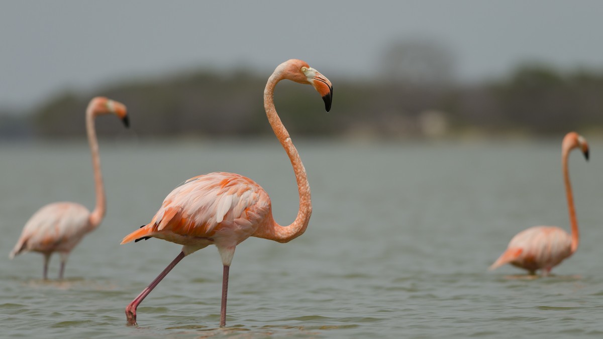 American Flamingo - Neil Diaz