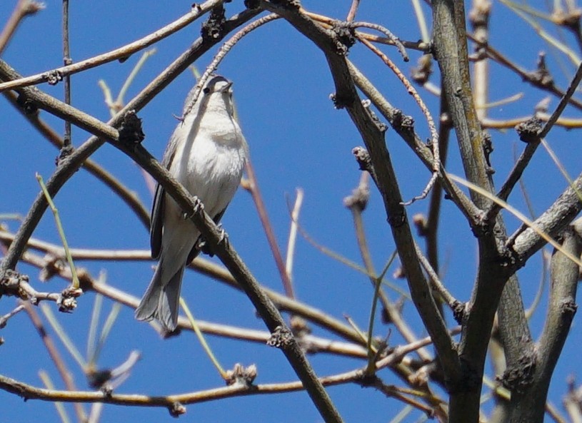 Lucy's Warbler - ML428639821