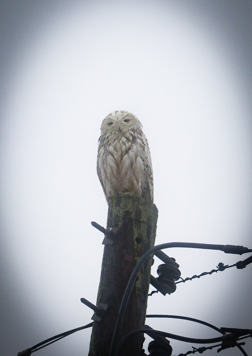 Snowy Owl - ML428641721