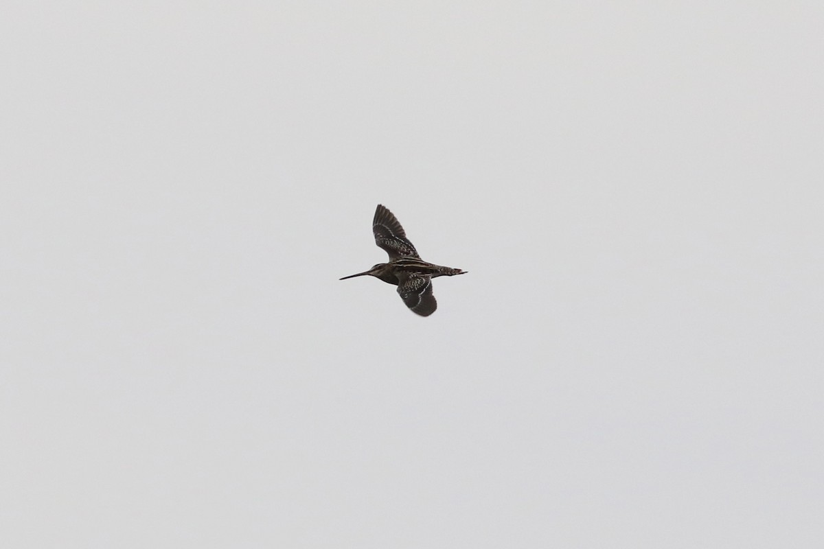 Wilson's Snipe - ML428641781