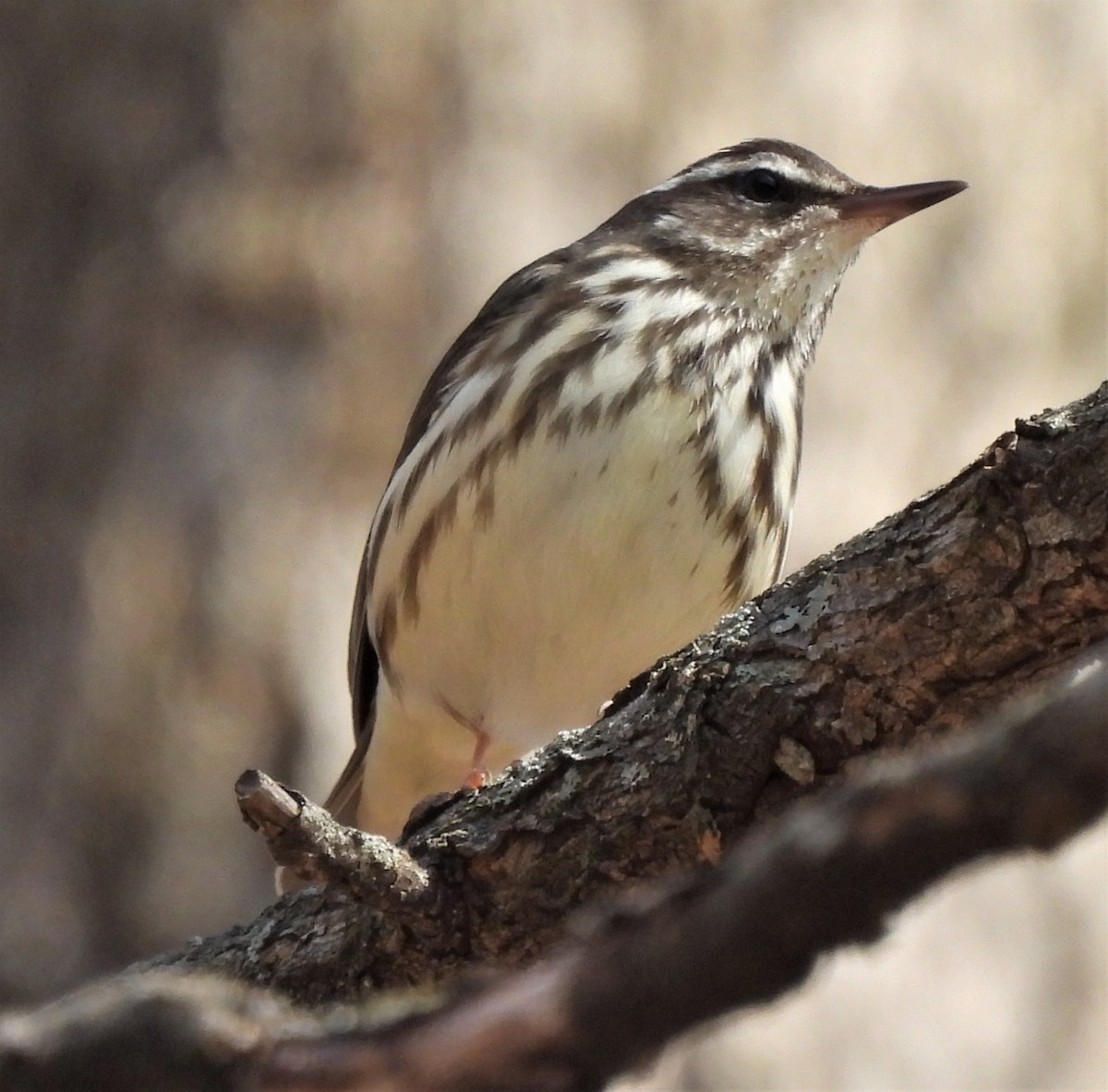 Paruline hochequeue - ML428643271