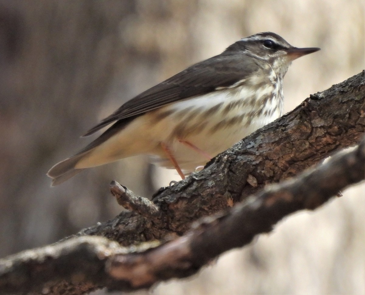 Paruline hochequeue - ML428643281