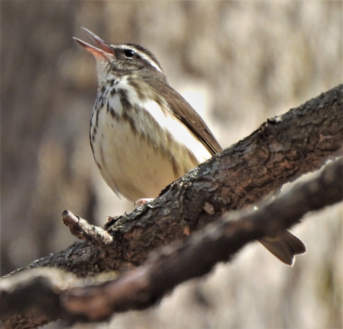 Paruline hochequeue - ML428643311