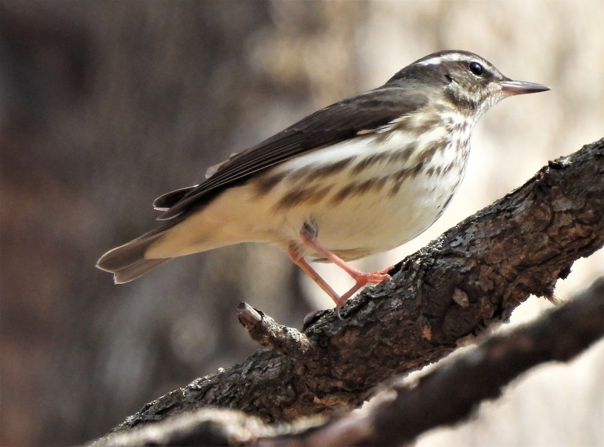 Paruline hochequeue - ML428643331