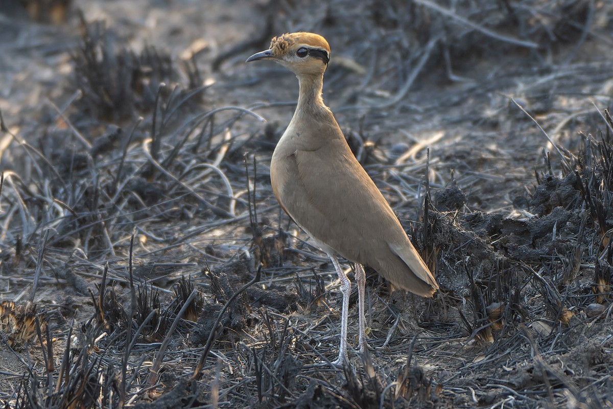 Temminck's Courser - Jeff Maw