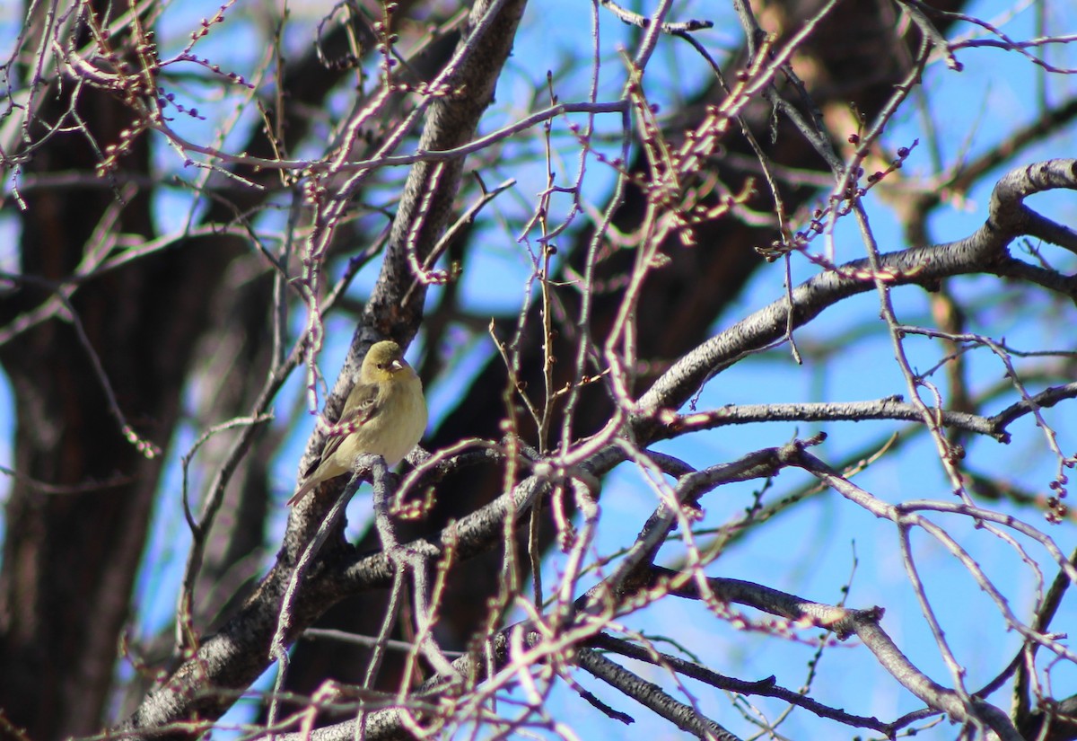 American Goldfinch - David Lerwill