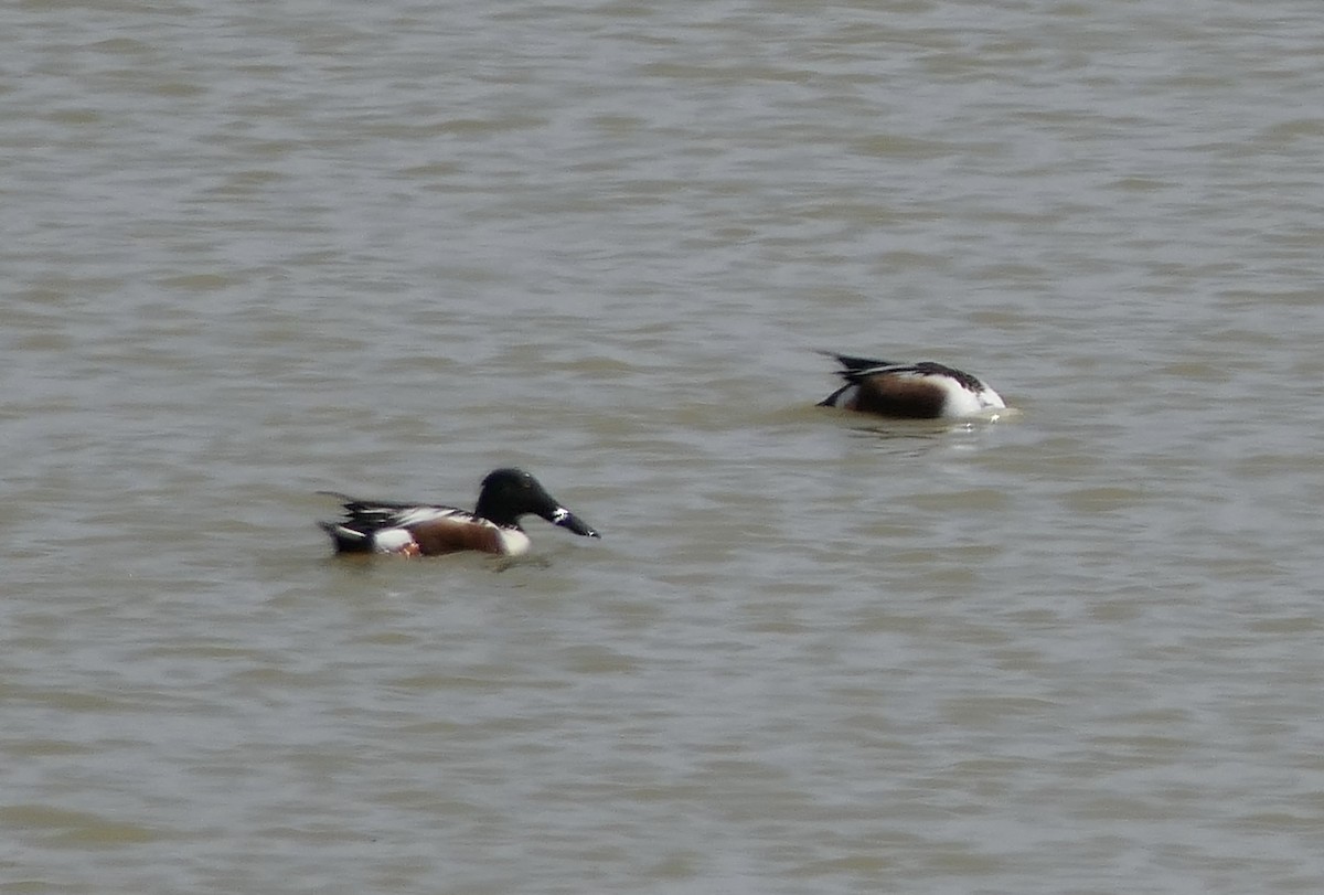 Northern Shoveler - ML428646271