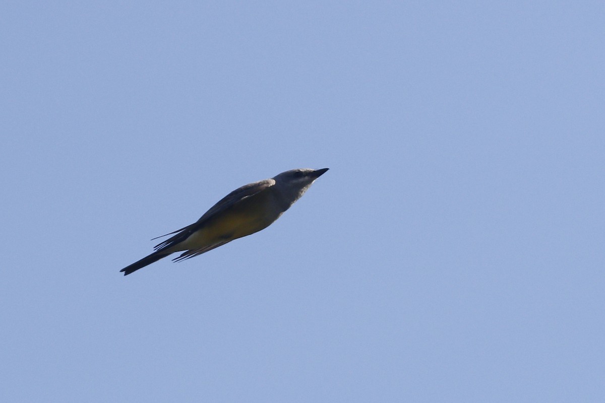 Cassin's Kingbird - ML428646641