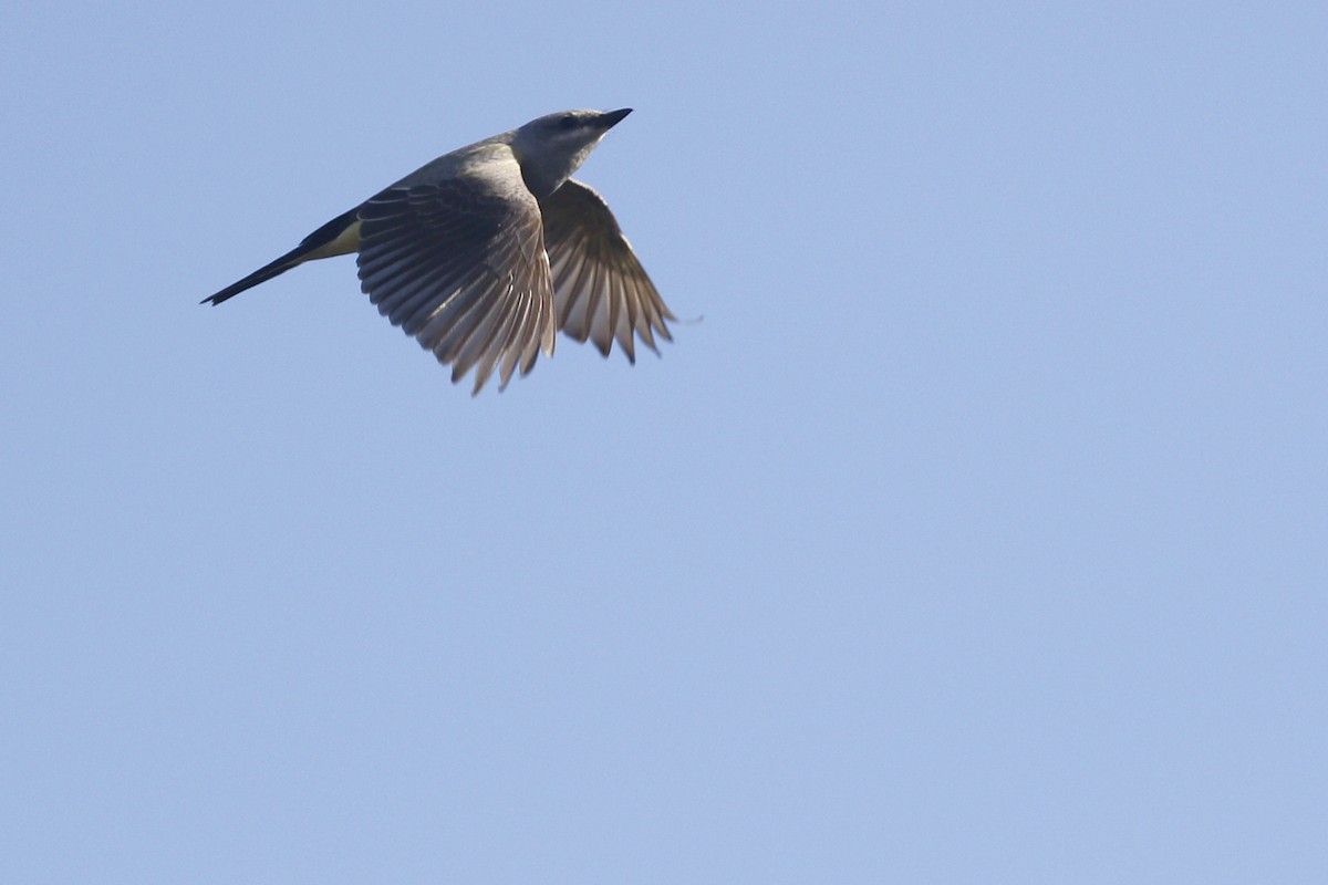 Cassin's Kingbird - Ted Keyel