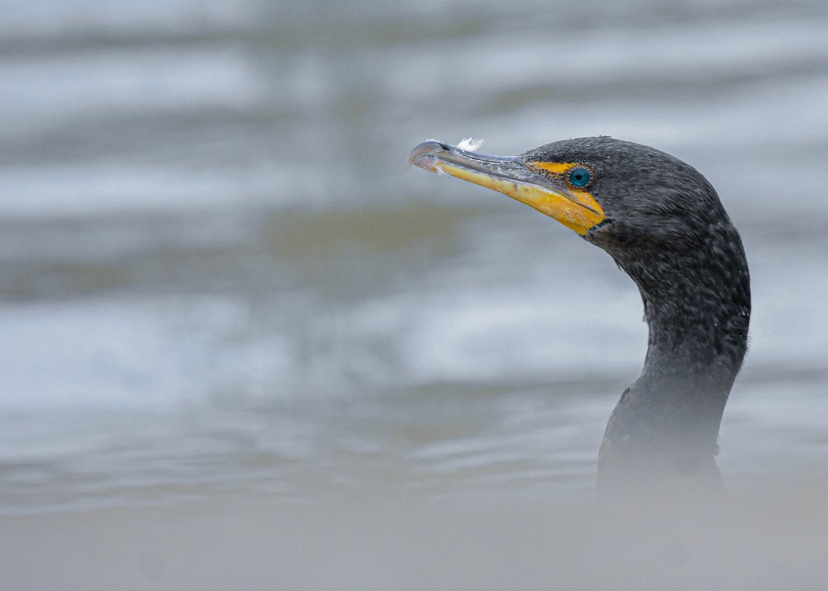 Double-crested Cormorant - ML428646941