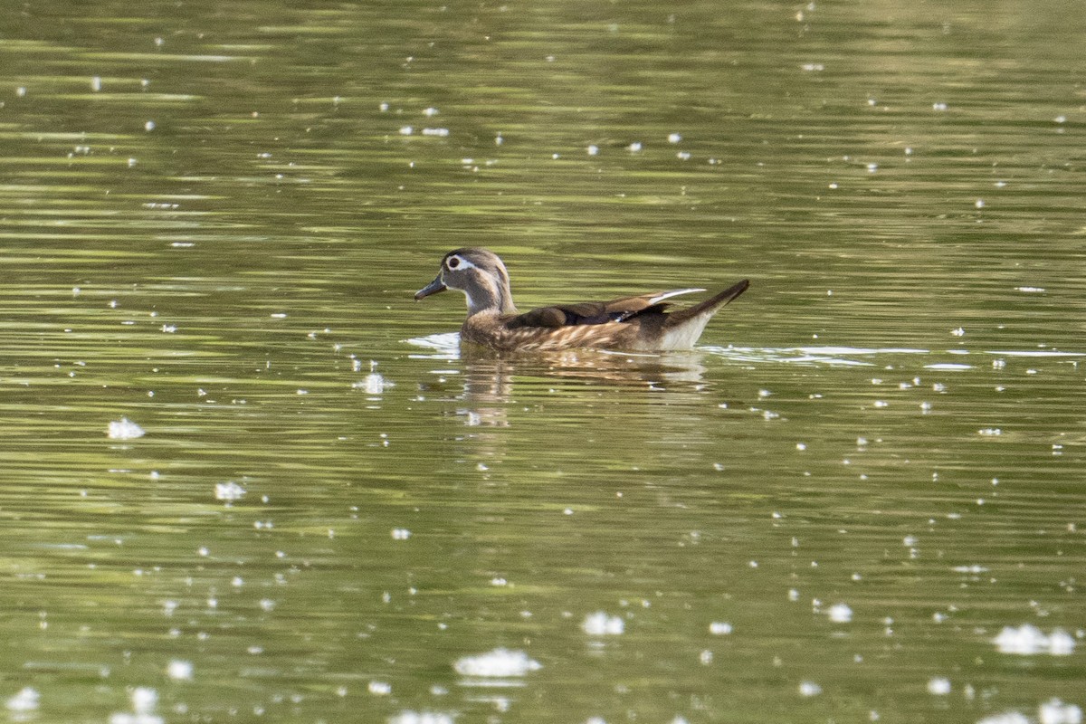 Wood Duck - ML428647121