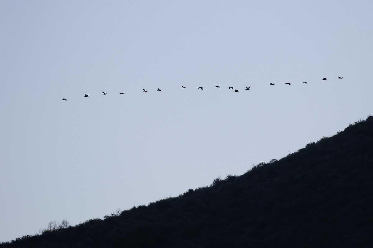 Double-crested Cormorant - ML428647351