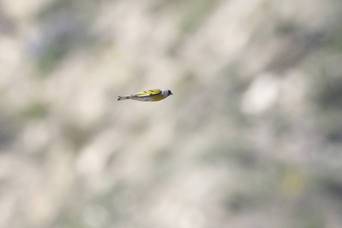 Lawrence's Goldfinch - ML428647511